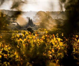 Montpeyroux – La nouvelle appellation du Languedoc