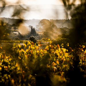 Montpeyroux – The Newest Appellation in Languedoc